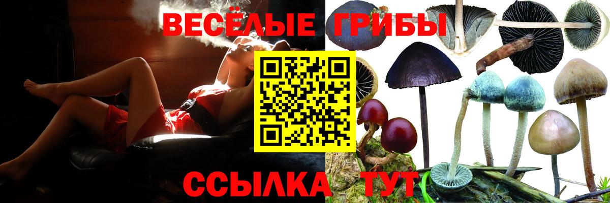 Карачаевск  Галлюциногенные грибы Psilocybine cubensis  Вход с VPN 